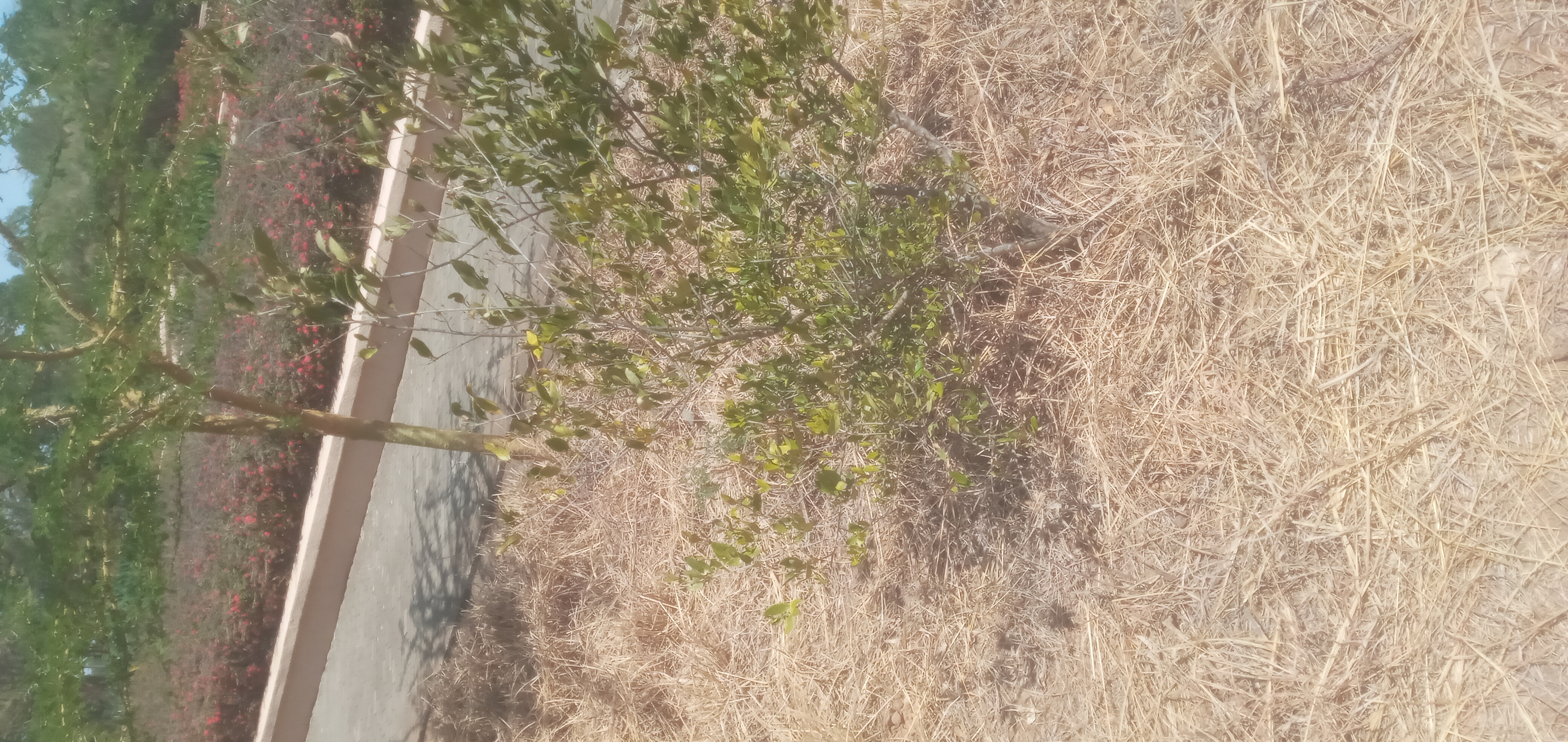 African Olive