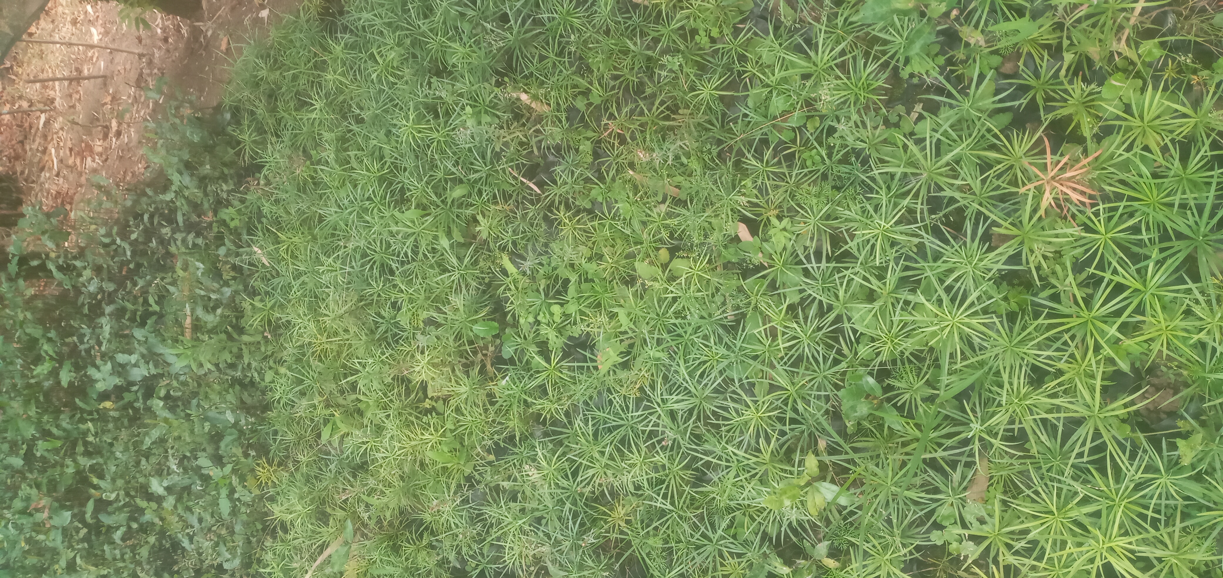 yew pine, buddhist pine, fern pine or Podo